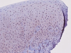 RAMP2 Antibody (OTI4E5), Novus Biologicals 0.1mL; Unlabeled:Antibodies,